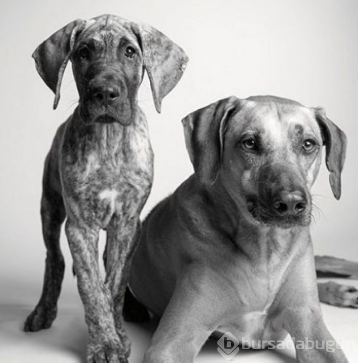 Köpekler nasıl yaşlanır büyüleyici ve oldukça dokunaklı bir fotoraf projesi