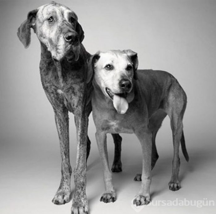 Köpekler nasıl yaşlanır büyüleyici ve oldukça dokunaklı bir fotoraf projesi