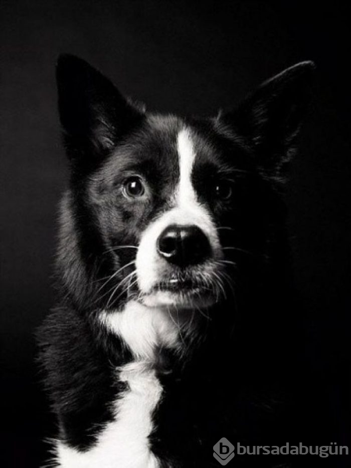 Köpekler nasıl yaşlanır büyüleyici ve oldukça dokunaklı bir fotoraf projesi