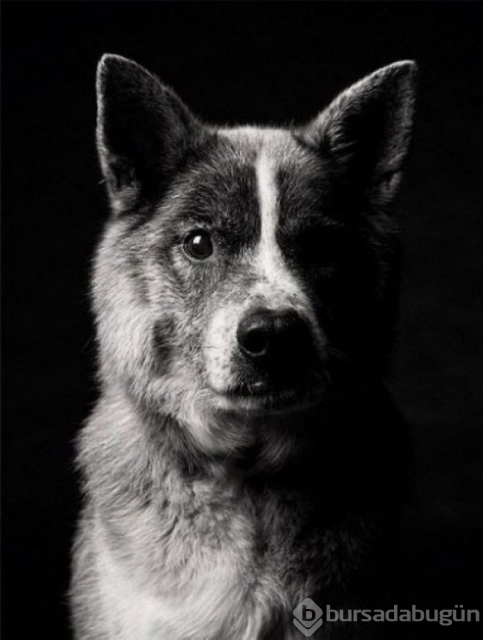 Köpekler nasıl yaşlanır büyüleyici ve oldukça dokunaklı bir fotoraf projesi