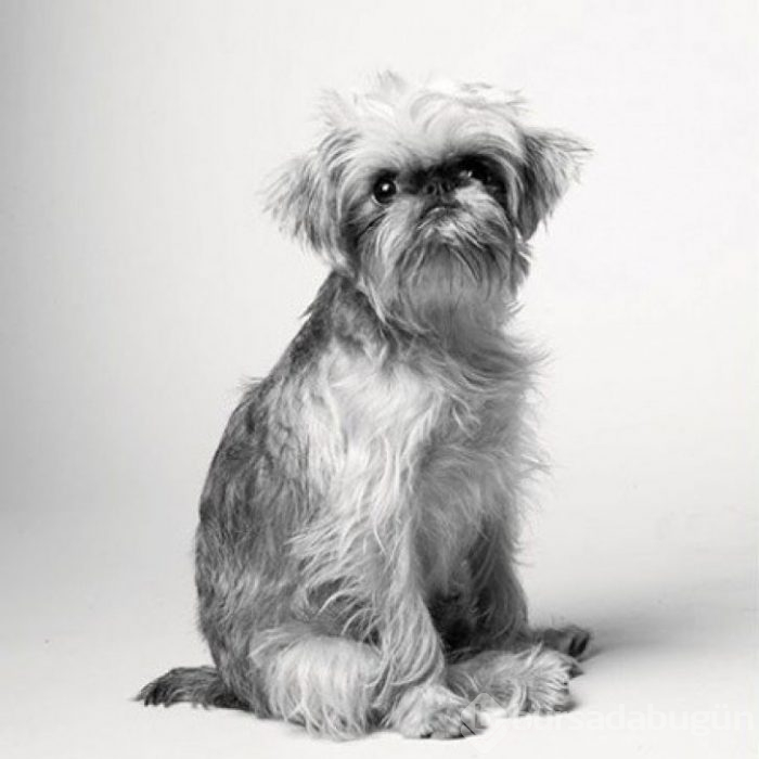 Köpekler nasıl yaşlanır büyüleyici ve oldukça dokunaklı bir fotoraf projesi