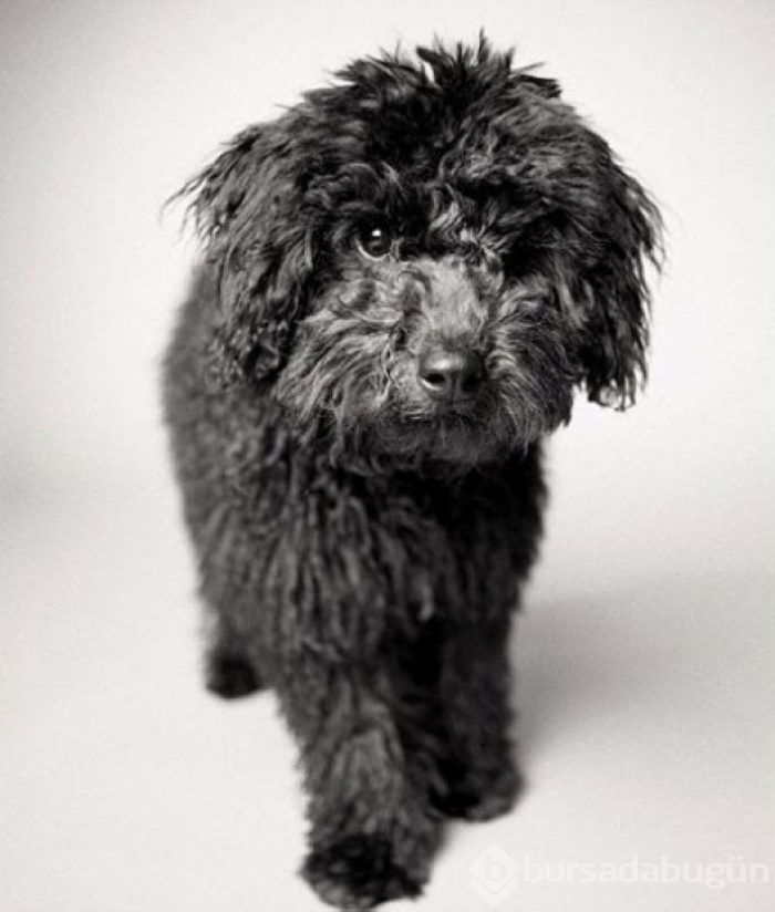 Köpekler nasıl yaşlanır büyüleyici ve oldukça dokunaklı bir fotoraf projesi