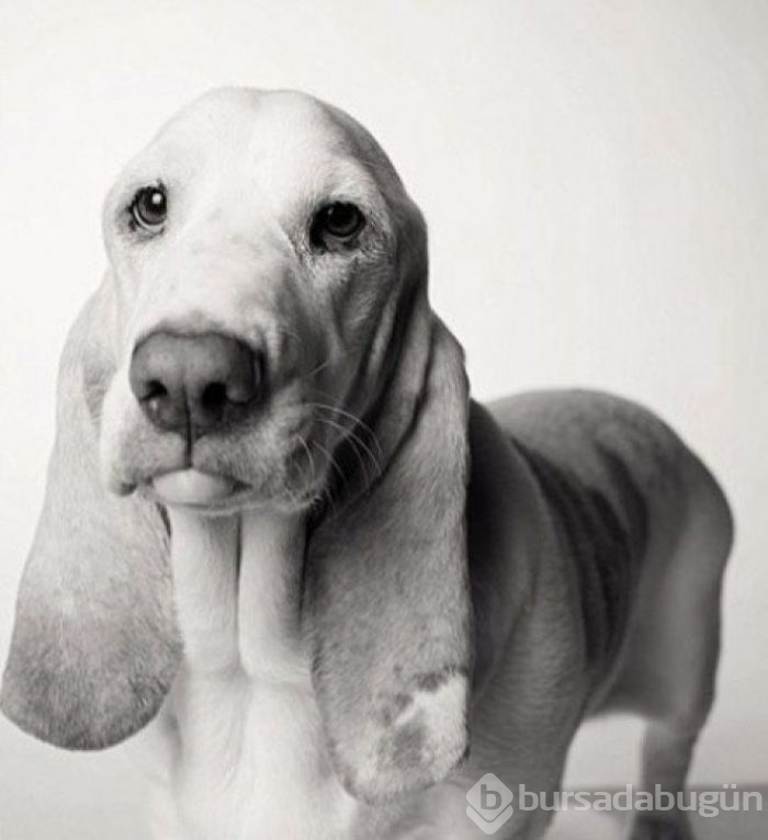 Köpekler nasıl yaşlanır büyüleyici ve oldukça dokunaklı bir fotoraf projesi