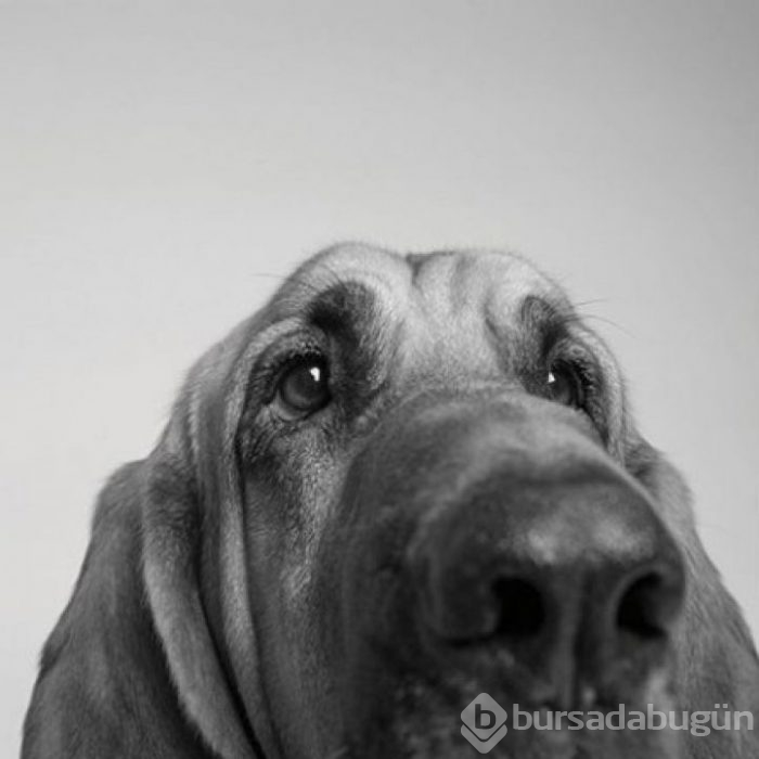 Köpekler nasıl yaşlanır büyüleyici ve oldukça dokunaklı bir fotoraf projesi