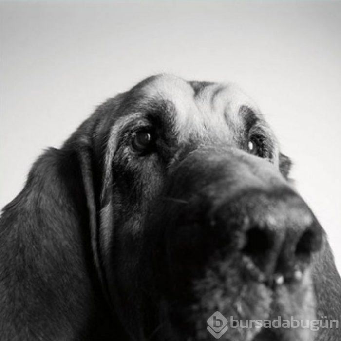 Köpekler nasıl yaşlanır büyüleyici ve oldukça dokunaklı bir fotoraf projesi