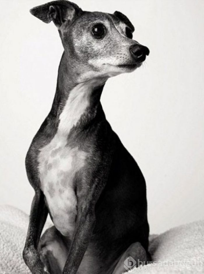 Köpekler nasıl yaşlanır büyüleyici ve oldukça dokunaklı bir fotoraf projesi