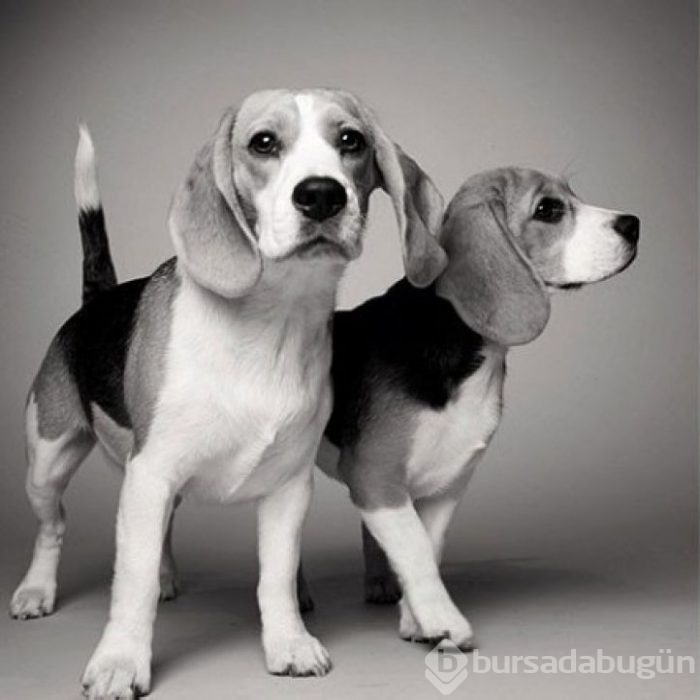 Köpekler nasıl yaşlanır büyüleyici ve oldukça dokunaklı bir fotoraf projesi