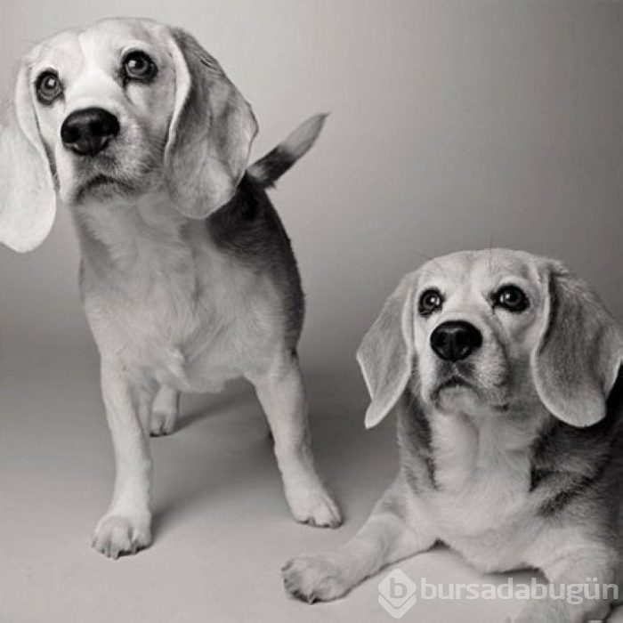 Köpekler nasıl yaşlanır büyüleyici ve oldukça dokunaklı bir fotoraf projesi