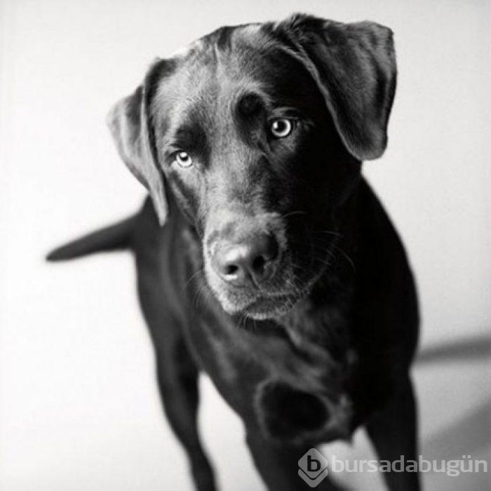 Köpekler nasıl yaşlanır büyüleyici ve oldukça dokunaklı bir fotoraf projesi
