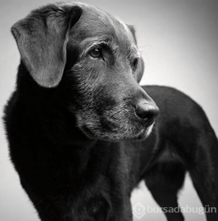 Köpekler nasıl yaşlanır büyüleyici ve oldukça dokunaklı bir fotoraf projesi