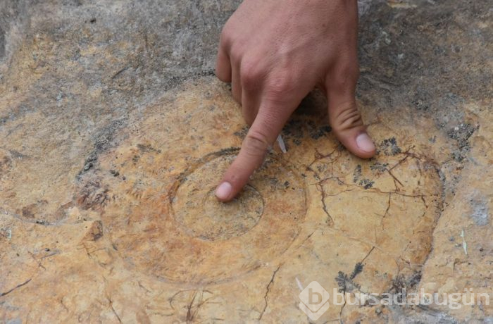 Adıyaman'da 65 milyon yıllık olduğu düşünülen salyangoz fosili bulundu