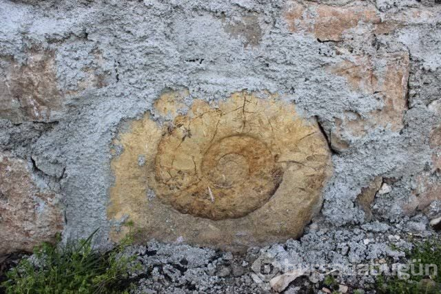 Adıyaman'da 65 milyon yıllık olduğu düşünülen salyangoz fosili bulundu