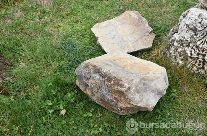 Adıyaman'da 65 milyon yıllık olduğu düşünülen salyangoz fosili bulundu