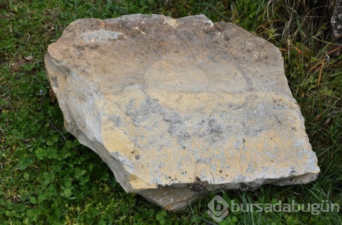 Adıyaman'da 65 milyon yıllık olduğu düşünülen salyangoz fosili bulundu