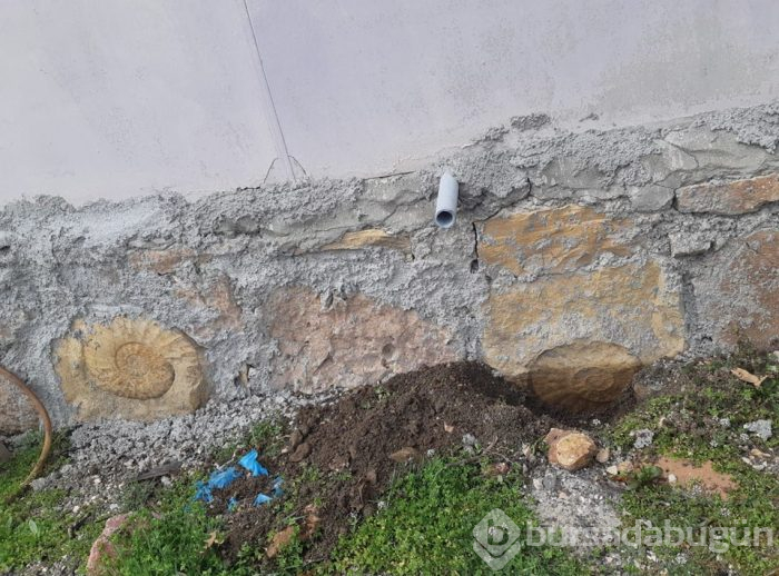 Adıyaman'da 65 milyon yıllık olduğu düşünülen salyangoz fosili bulundu
