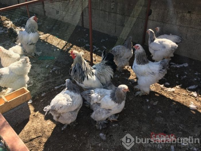Satın almak için sıraya girdiler... Yumurta 400, civciv bin, tavuk 10 bin TL!
