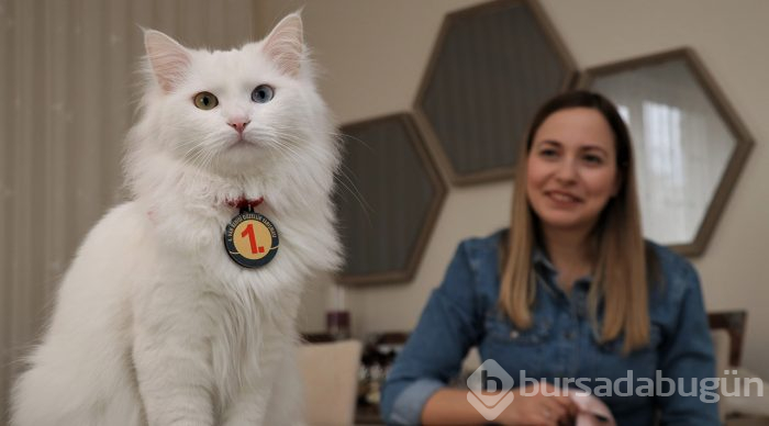 En güzel Van kedisi "Spak"a özel bakım
