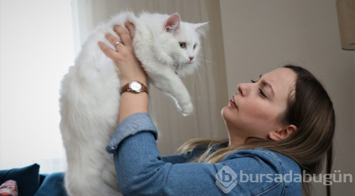 En güzel Van kedisi "Spak"a özel bakım
