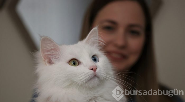 En güzel Van kedisi "Spak"a özel bakım
