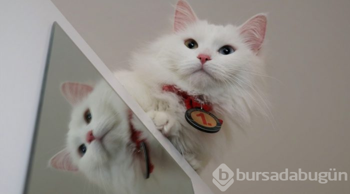En güzel Van kedisi "Spak"a özel bakım
