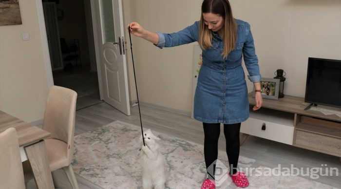 En güzel Van kedisi "Spak"a özel bakım
