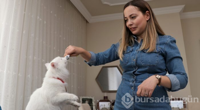 En güzel Van kedisi "Spak"a özel bakım
