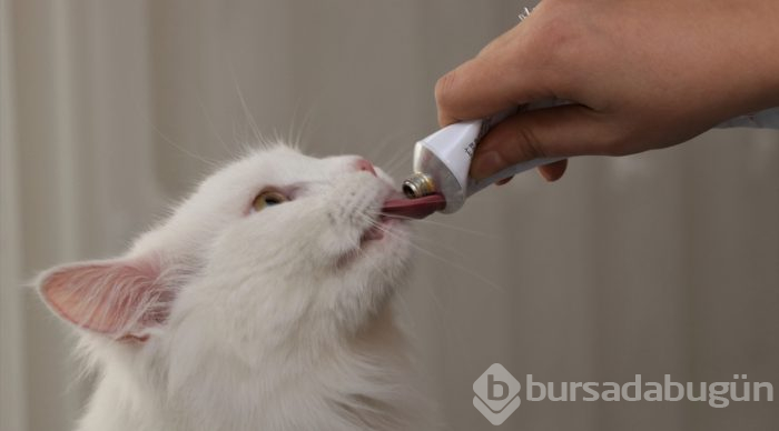 En güzel Van kedisi "Spak"a özel bakım
