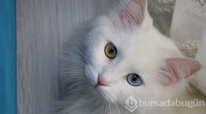 En güzel Van kedisi "Spak"a özel bakım
