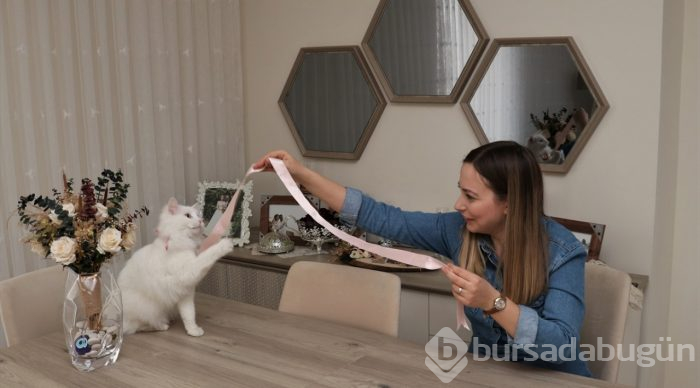 En güzel Van kedisi "Spak"a özel bakım
