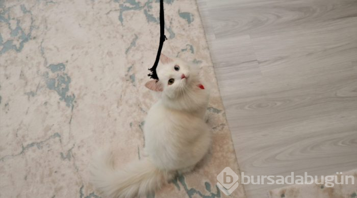 En güzel Van kedisi "Spak"a özel bakım
