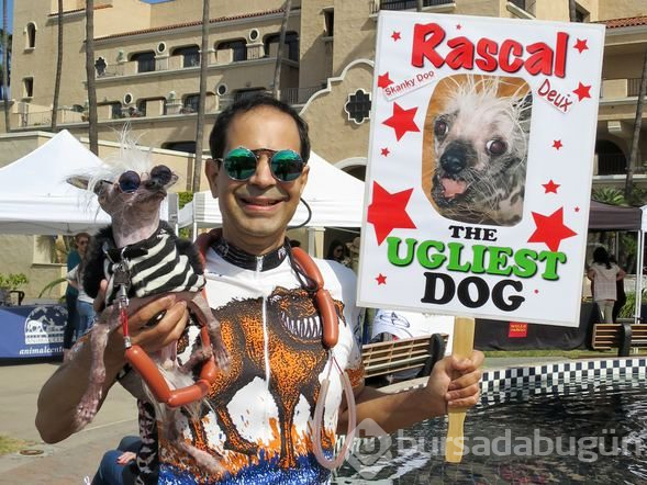 Dünyanın en çirkin köpeği: Rascal
