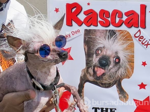 Dünyanın en çirkin köpeği: Rascal
