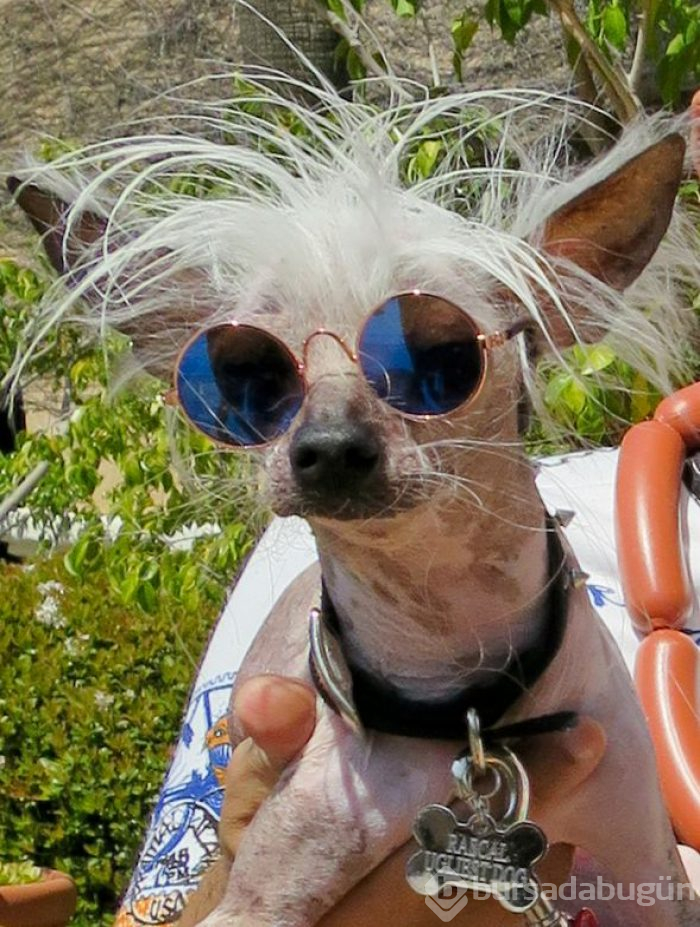 Dünyanın en çirkin köpeği: Rascal
