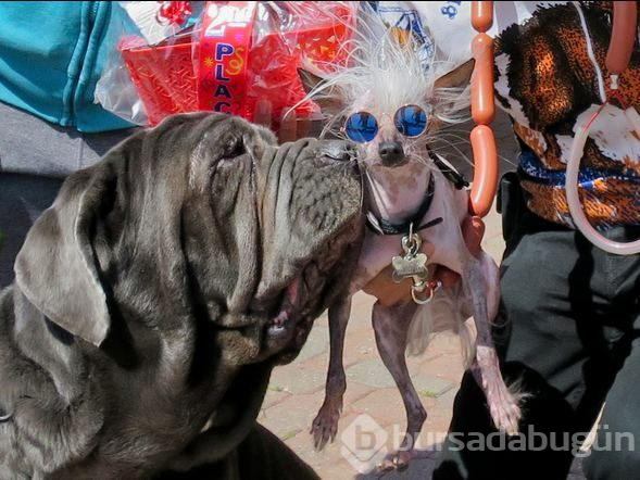 Dünyanın en çirkin köpeği: Rascal
