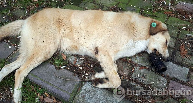 Afacan, ağzına sıkışan borudan böyle kurtarıldı
