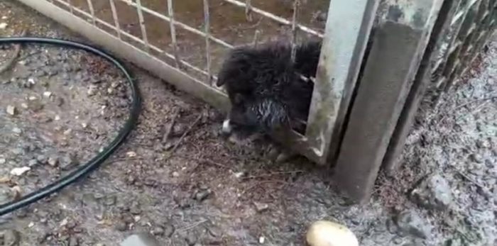 Kafası demir korkuluklara sıkışan yavru köpeği itfaiye kurtardı
