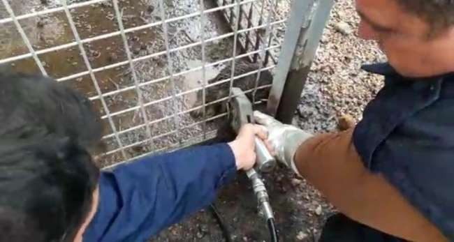 Kafası demir korkuluklara sıkışan yavru köpeği itfaiye kurtardı
