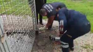 Kafası demir korkuluklara sıkışan yavru köpeği itfaiye kurtardı
