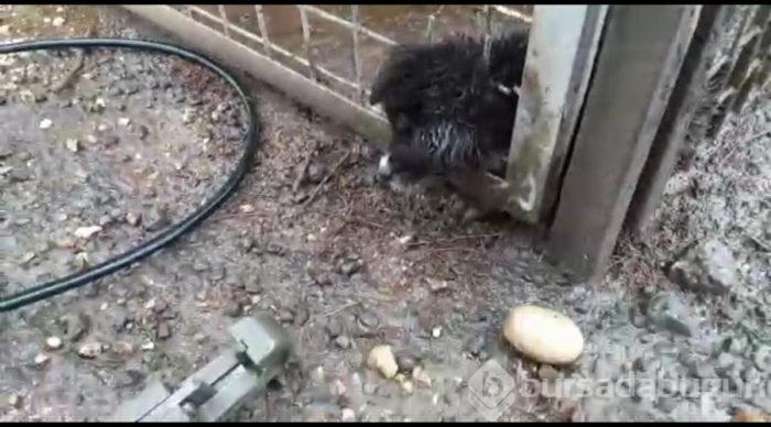 Kafası demir korkuluklara sıkışan yavru köpeği itfaiye kurtardı
