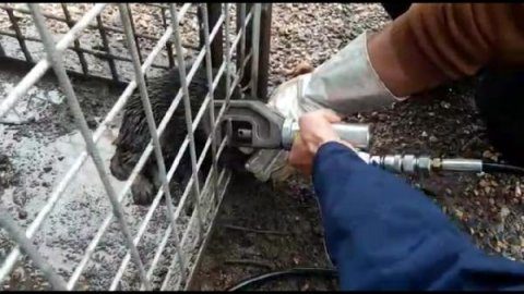 Kafası demir korkuluklara sıkışan yavru köpeği itfaiye kurtardı
