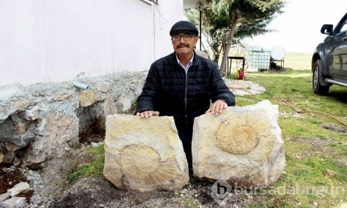 65 milyon yıllık dev fosil duvardan söküldü
