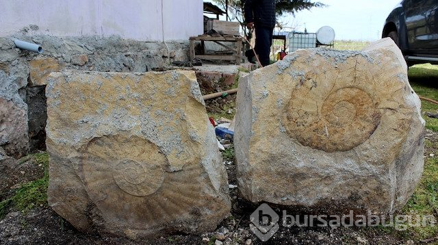 65 Milyon Yıllık Dev Fosil Duvardan Söküldü Foto Galerisi - 3 ...