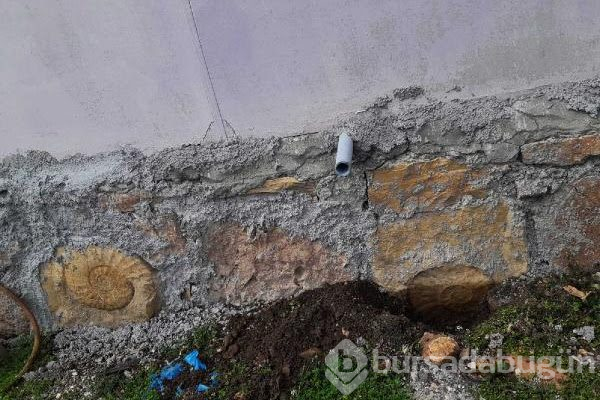 65 milyon yıllık dev fosil duvardan söküldü
