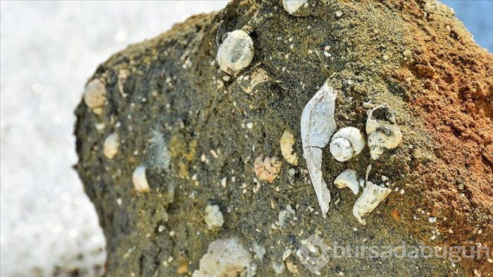 Muş'ta deniz canlılarına ait 11 milyon yıllık fosiller bulundu
