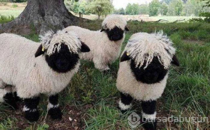 Günün en çok paylaşılan fotoğrafları (28.03.2019)