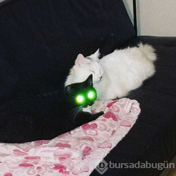 Günün en çok paylaşılan fotoğrafları (28.03.2019)