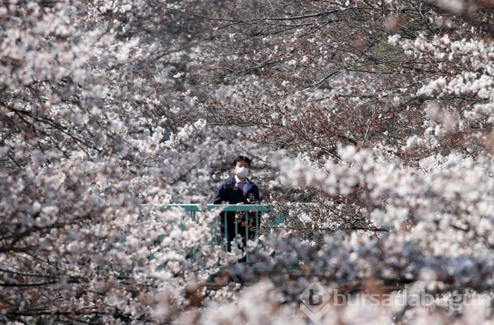 Tokyo'da sakura şöleni
