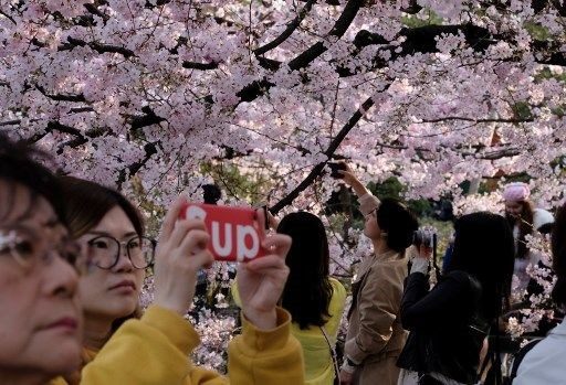 Tokyo'da sakura şöleni
