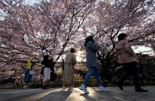 Tokyo'da sakura şöleni
