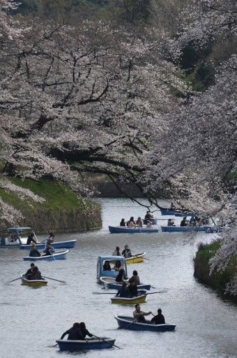 Tokyo'da sakura şöleni

